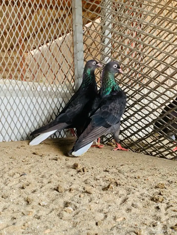 حمام قطايف 0