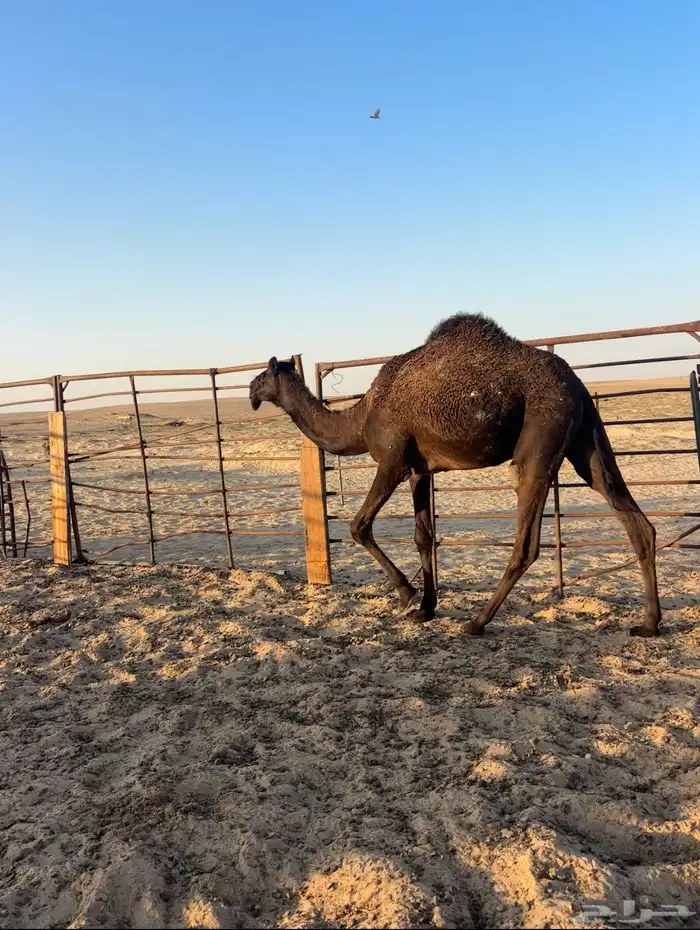 للبيع بكره لقيه 1