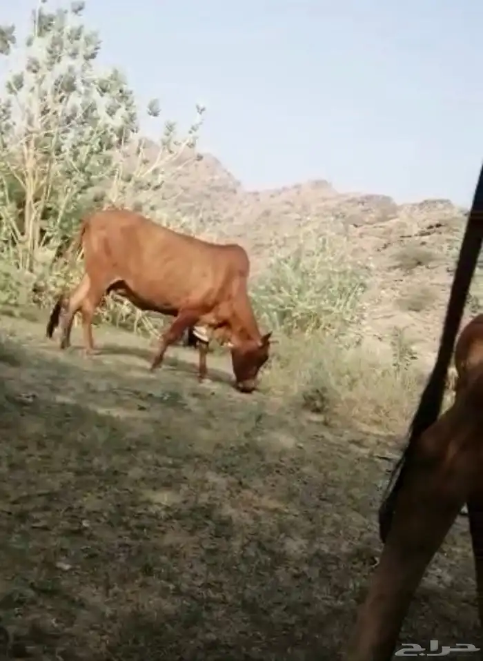 بقره للبيع 2