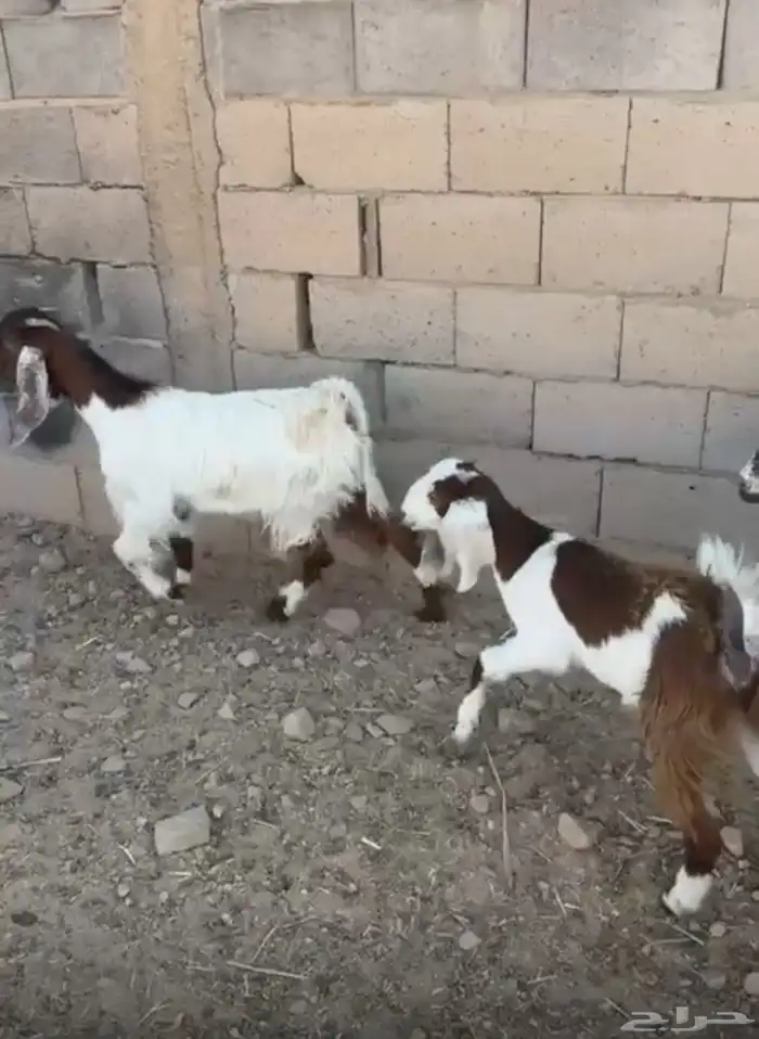 جفار مشاريك عدد 3 1