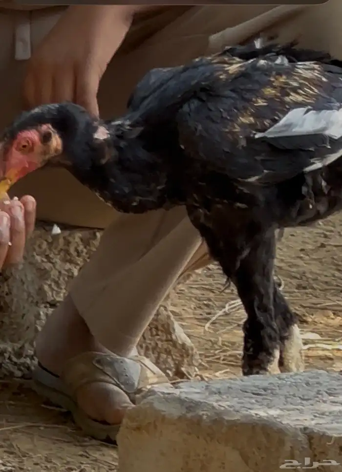 ديك شامو الماني 0