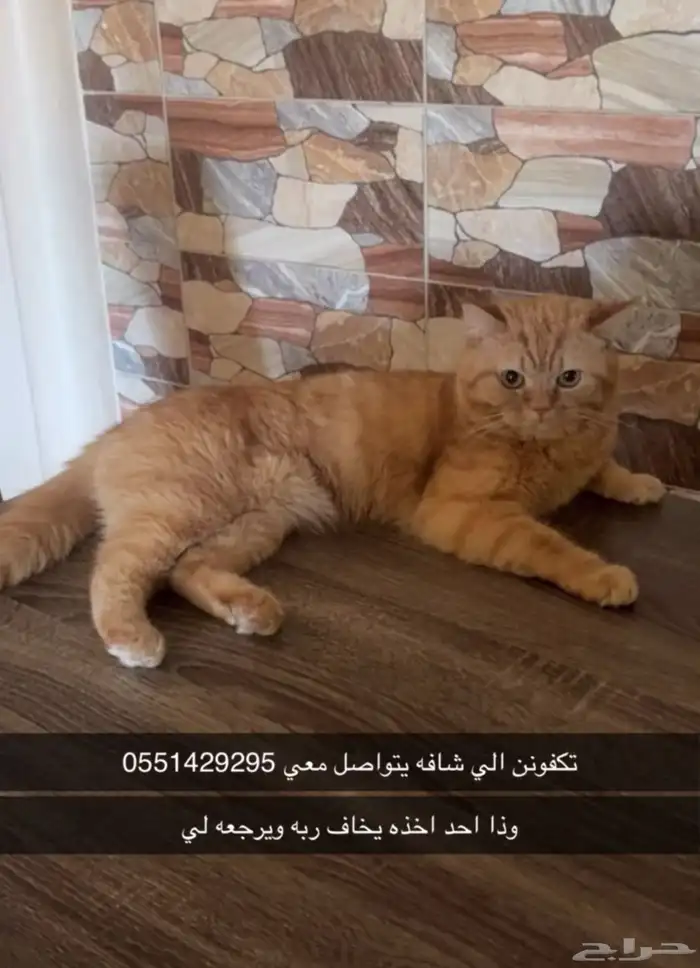 قط برتقالي ضايع الذيبيه القصيم 2