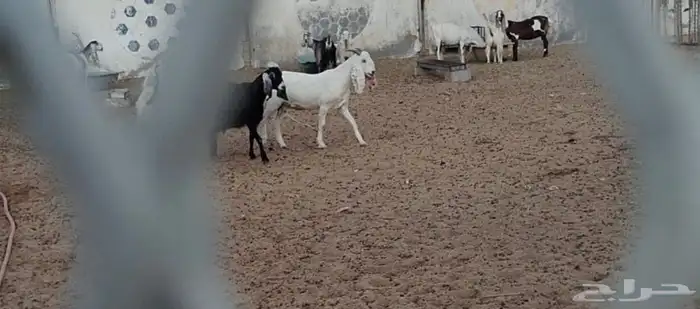 عنزه باكستانيه مولوده عندنا وجايبه توم اول ما جابت 2