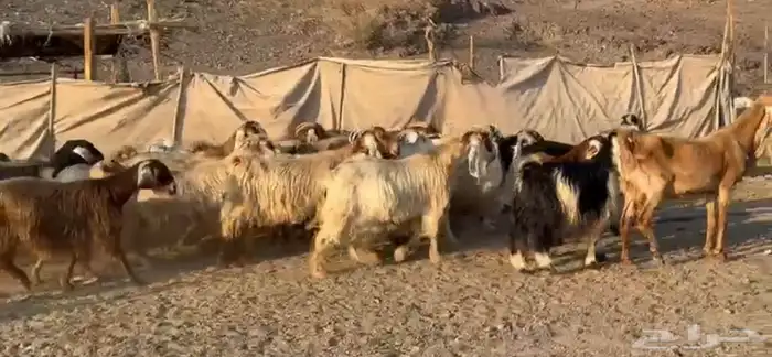 معزاء مصريات امهات الحليب 1