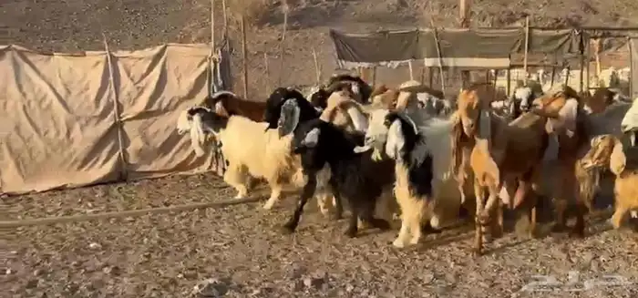 معزاء مصريات امهات الحليب 2