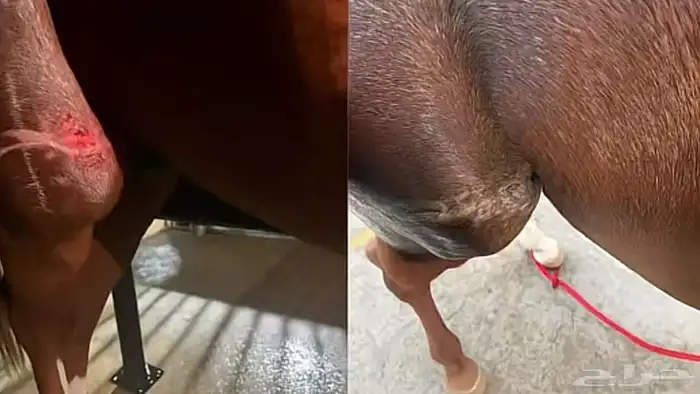 إيواء علاجي للخيل 1