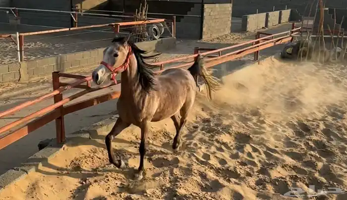 فرس عربي شعبي جميلة 2