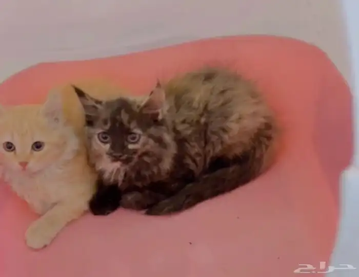 قطط كيتن انثى2 شيرازيات 0