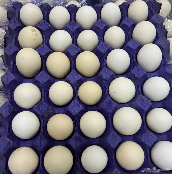 قروب بيض بلدي دجاج للحم دجاج بلدي في مكة المكرمة 0