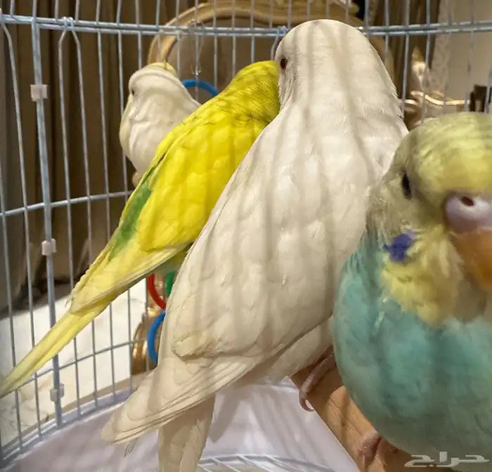 طيور بادجي 3