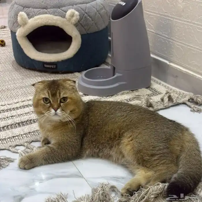 قط ذكر سكوتش فولد دبدوب 0