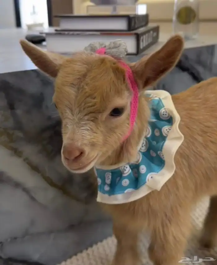 ماعز القزم 1