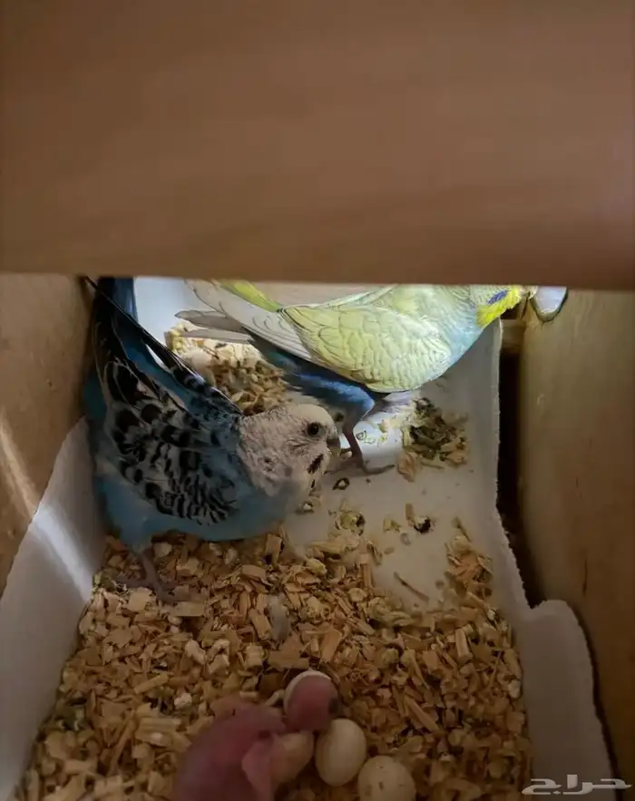 عرض لكم جوز بادجي منتج مع فروخ لون مميز وحجم تب 3