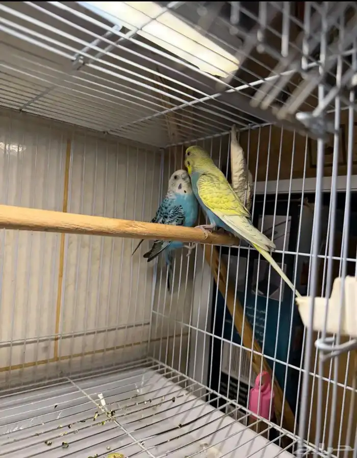 عرض لكم جوز بادجي منتج مع فروخ لون مميز وحجم تب 2