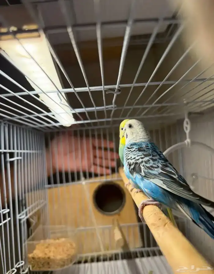 عرض لكم جوز بادجي منتج مع فروخ لون مميز وحجم تب 0