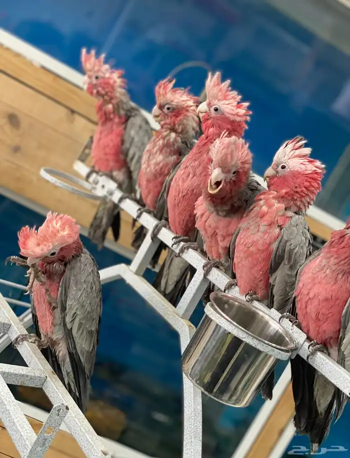 كاسكو - قالا - اكلكتوس - بلوفرنتد - صن كنيور 0