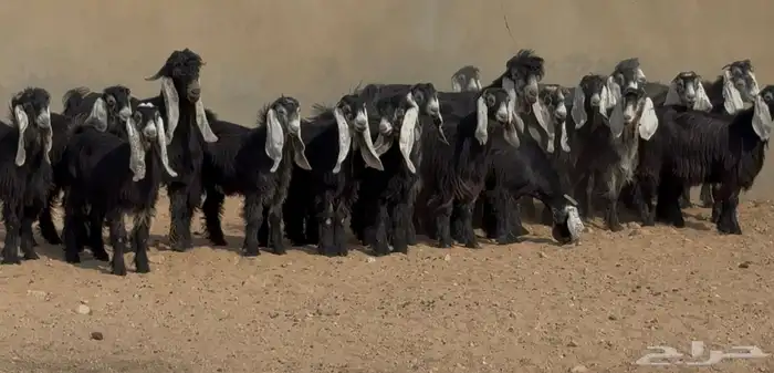 جذعات عوارض طيبه الغالب دفيع العدد 22 بالفحول 3
