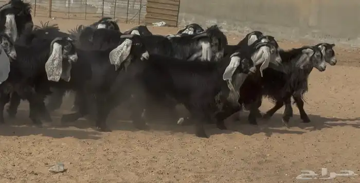 جذعات عوارض طيبه الغالب دفيع العدد 22 بالفحول 2