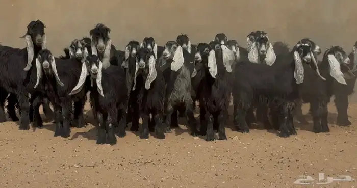 جذعات عوارض طيبه الغالب دفيع العدد 22 بالفحول 1