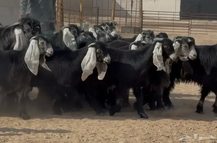 جذعات عوارض طيبه الغالب دفيع العدد 22 بالفحول 5