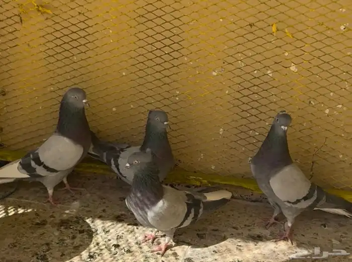 نوادر القطيفي القلاب 0