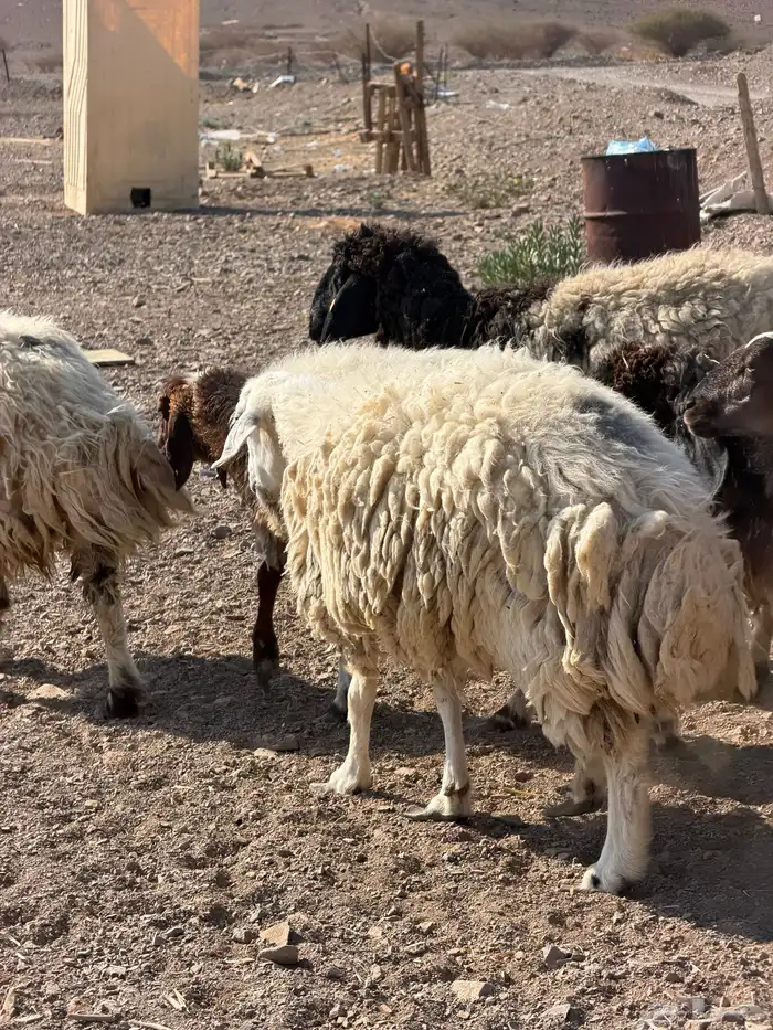 ضان نعيم دفيع بفحلها 13