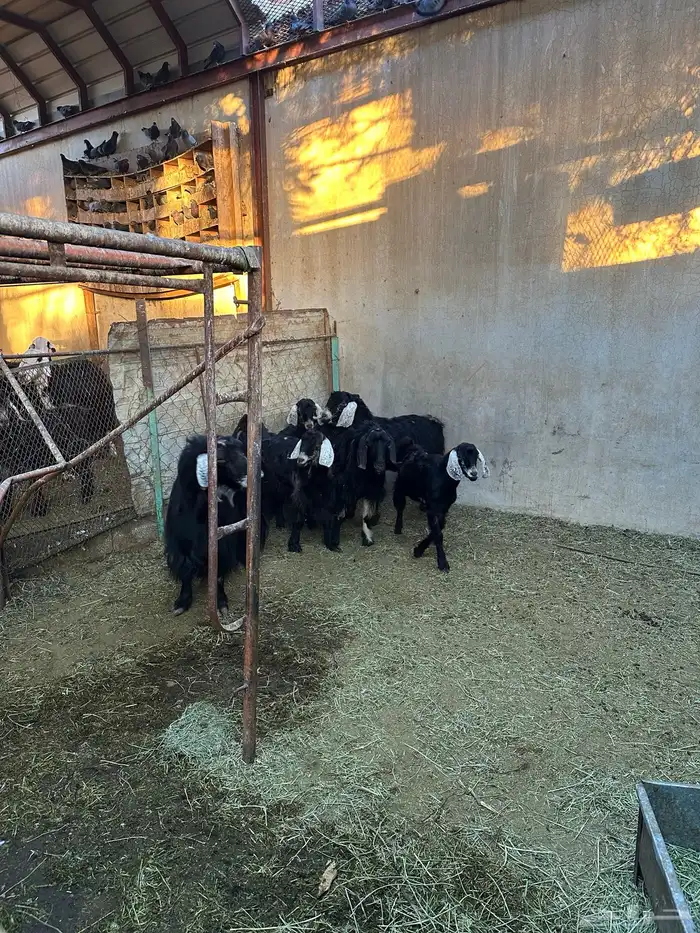 تيوس و فحول للبيع 5