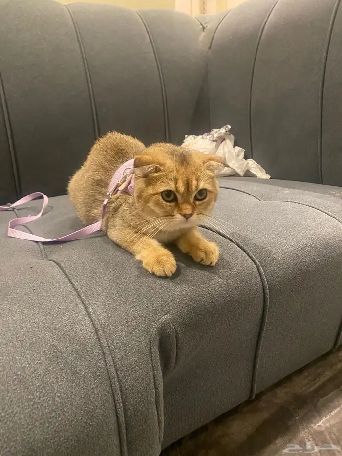 قطط سكوتش فولد 2