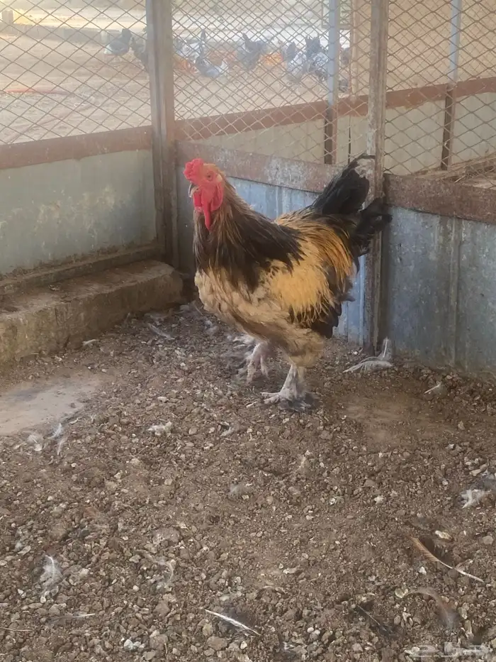 ديوك للبيع 4