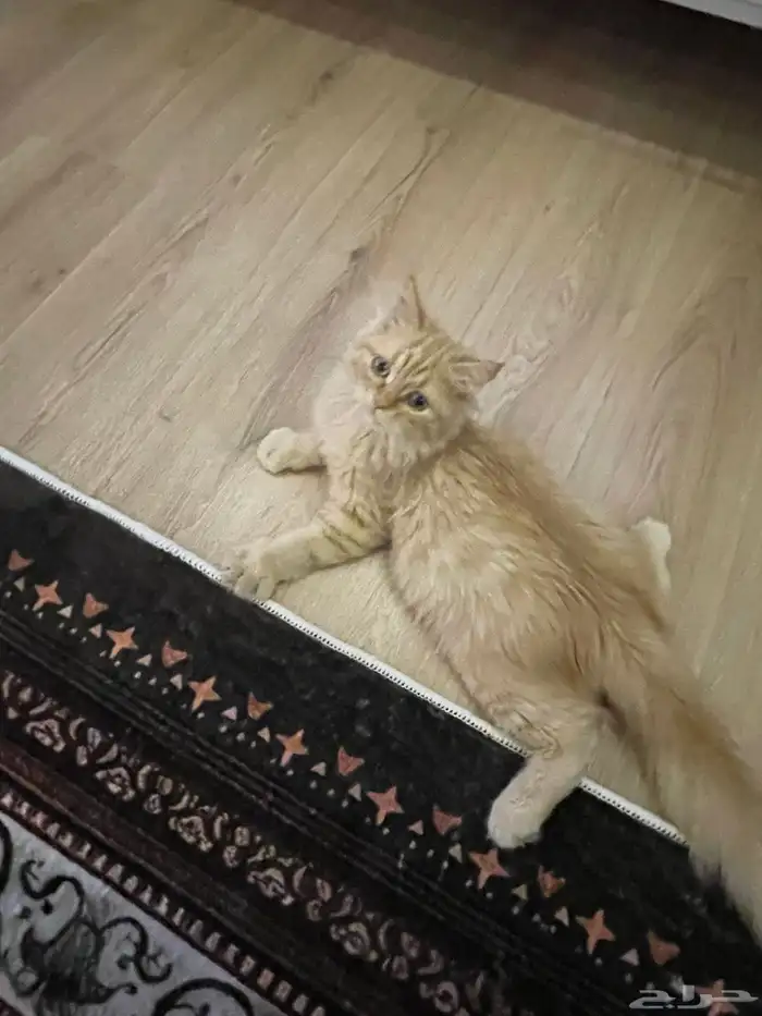 قط اورنج كات شيرازي للبيع مع جميع اغراضه 2