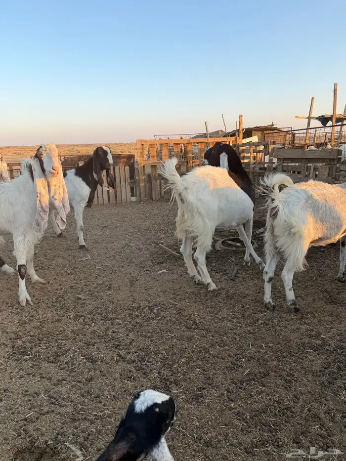 معزاء هولنديات 15