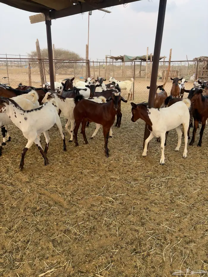 تيوس تربيه 7