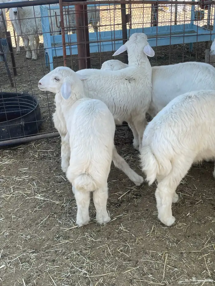 بهم حري وتيوس 14