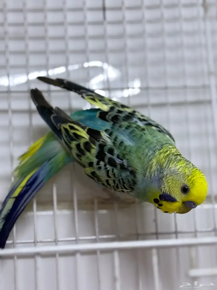 زوج بادجي رينبو معاه فرخين من اصل 3 بيضات 0