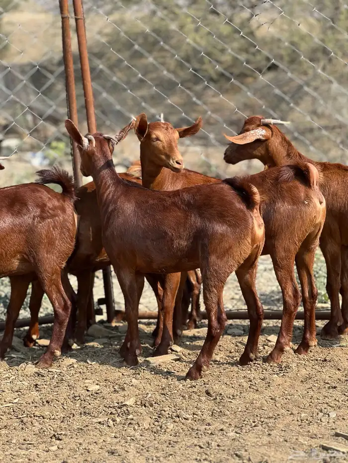 جفار دهم تأسيس مراح 4