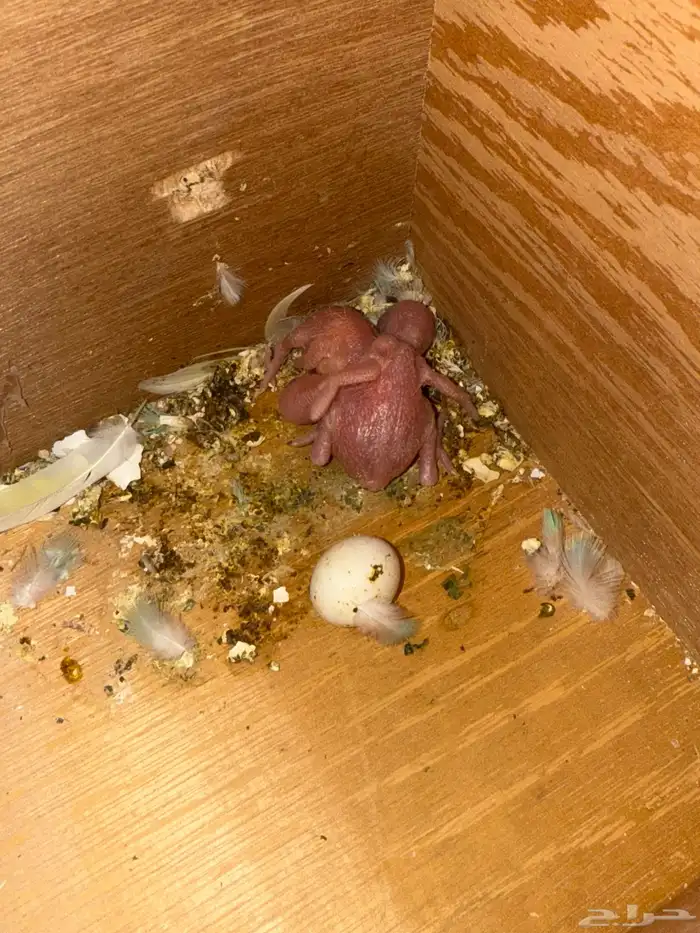 زوج بادجي رينبو معاه فرخين من اصل 3 بيضات 3