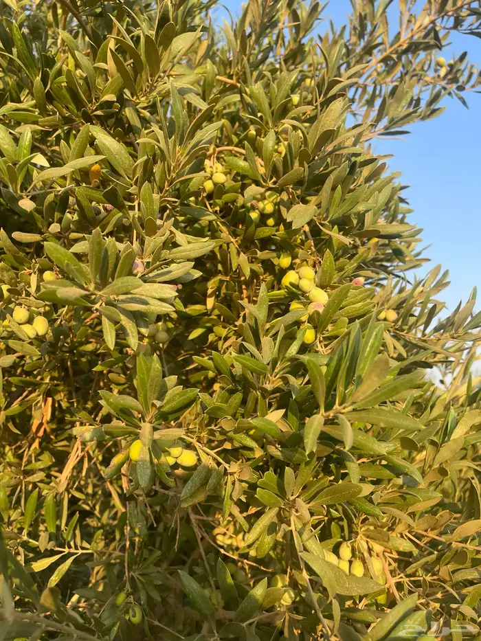 اشجار زيتون 3