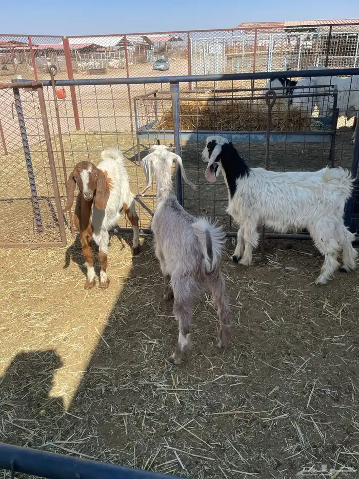 بهم حري وتيوس 23