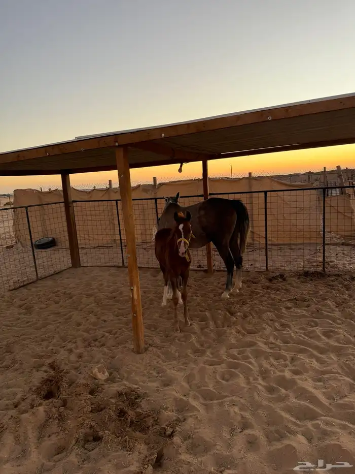 فرس ولدها للبيع ب (10) 5