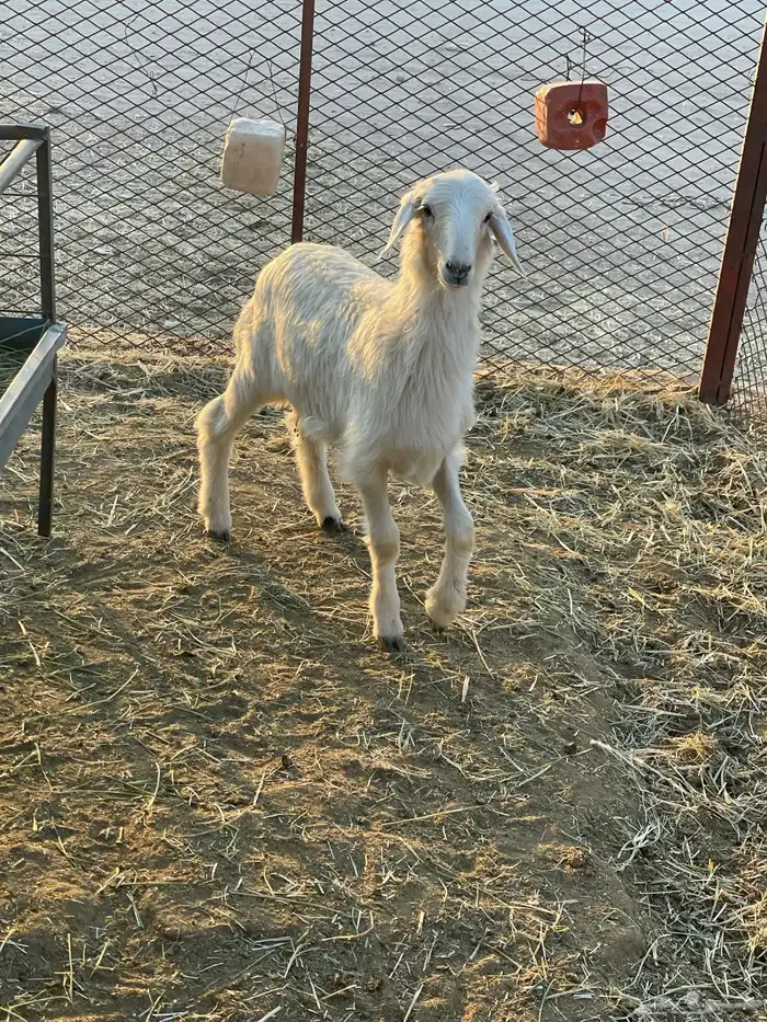 بهم حري وتيوس 4