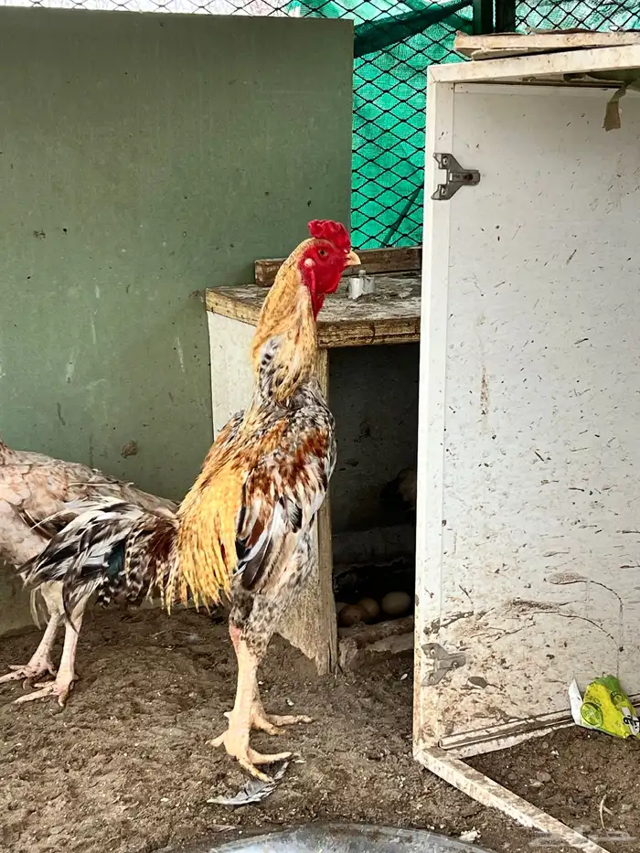 دجاج باكستناني 16