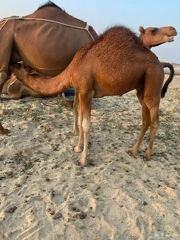 قعود للبيع تم البيع 2