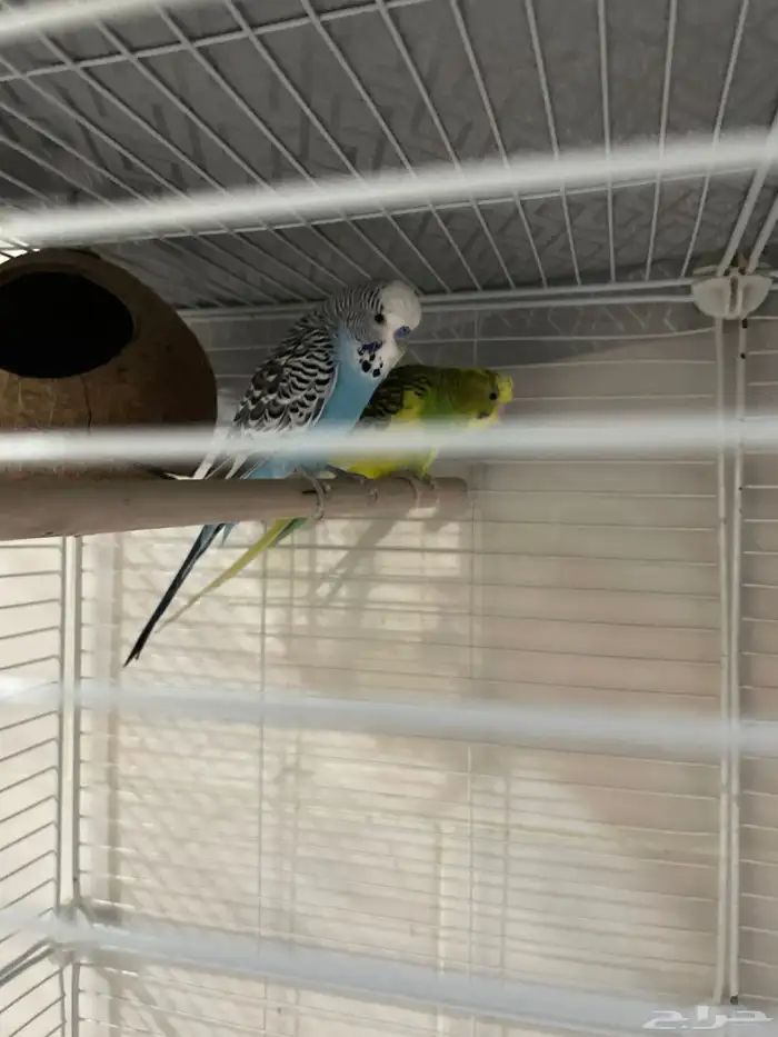 Budgies Sale only without Cage 0