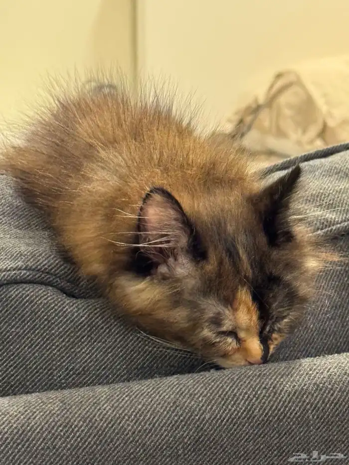 قطط للتبني 26