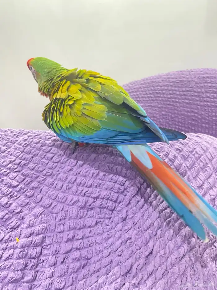 فرخ مكاو شامروخ 1