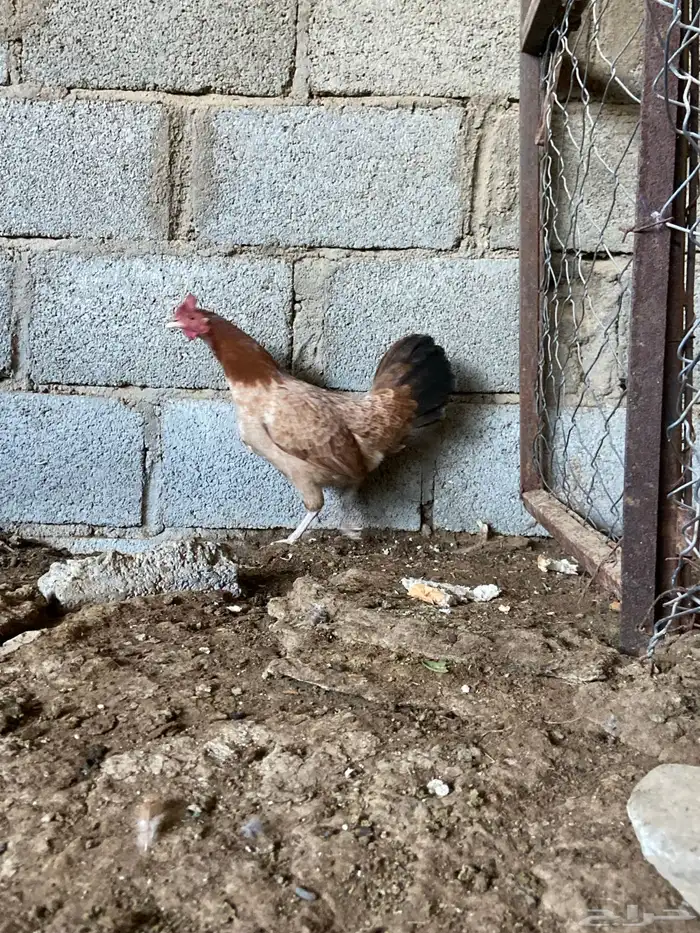 دجاج بلدي للبيع 2