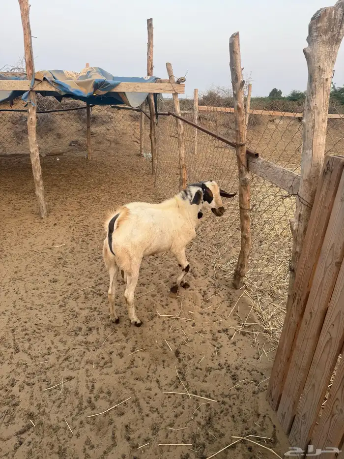 تيس جدعي طيب صوره ثانيه لي معه اخته توم ولايسة لابيع 1