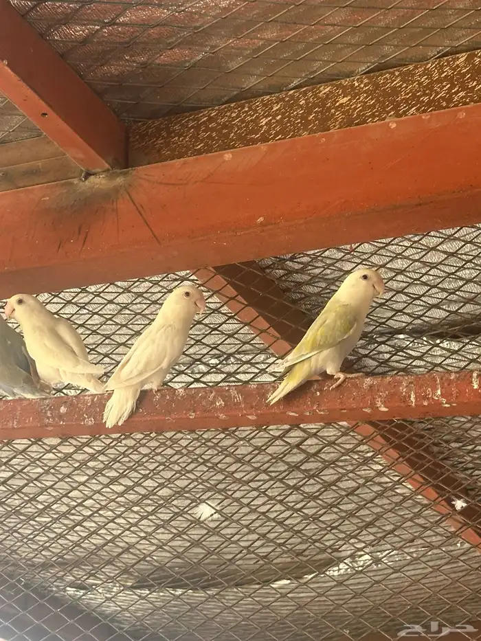 روز عيون حمر منتج 7