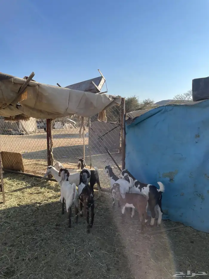 تيوس عوارض للبيع 2