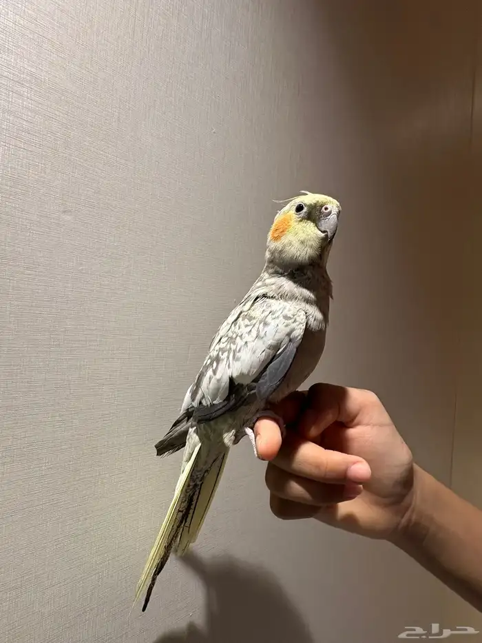 للبيع انثي كروان اليفه 1